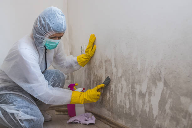 Mold Documentation for Insurance Claims in Landisville, PA